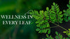 Top 10 Benefits of Moringa Powder 