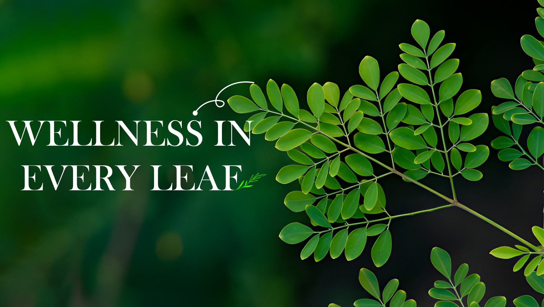 Top 10 Benefits of Moringa Powder 